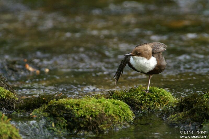 White-throated Dipperadult, Behaviour