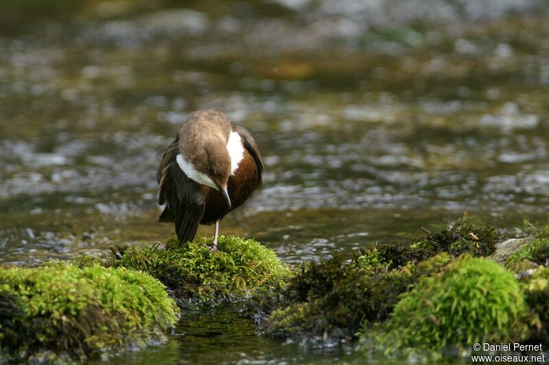 White-throated Dipperadult, Behaviour