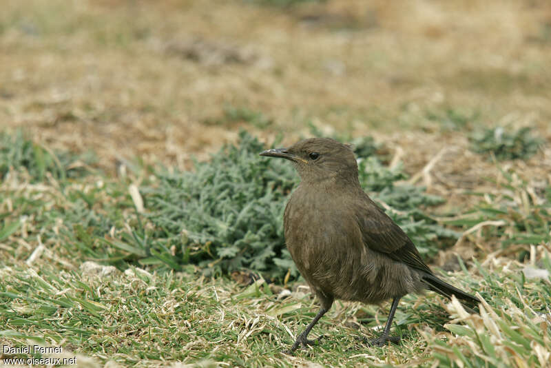 Blackish Cinclodesadult, identification