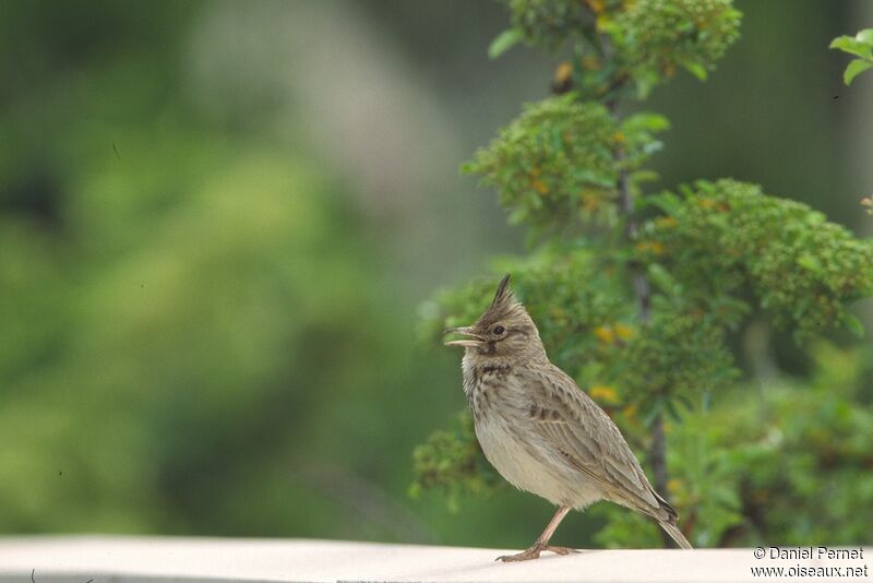 Crested Larkadult, Reproduction-nesting, song