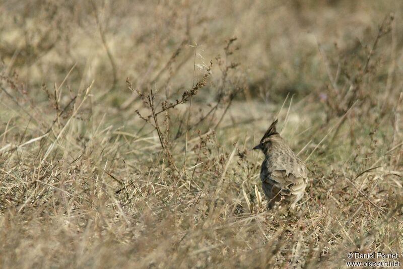 Crested Lark, identification, Behaviour