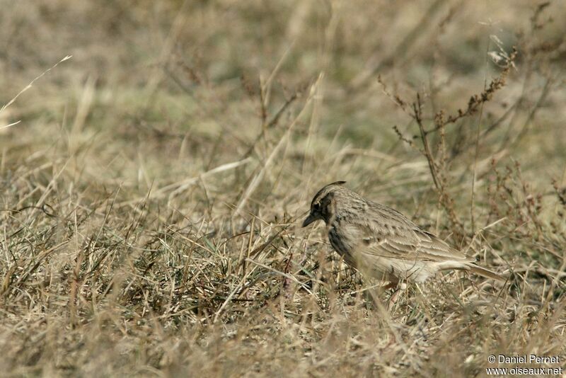 Cochevis huppé, identification, Comportement