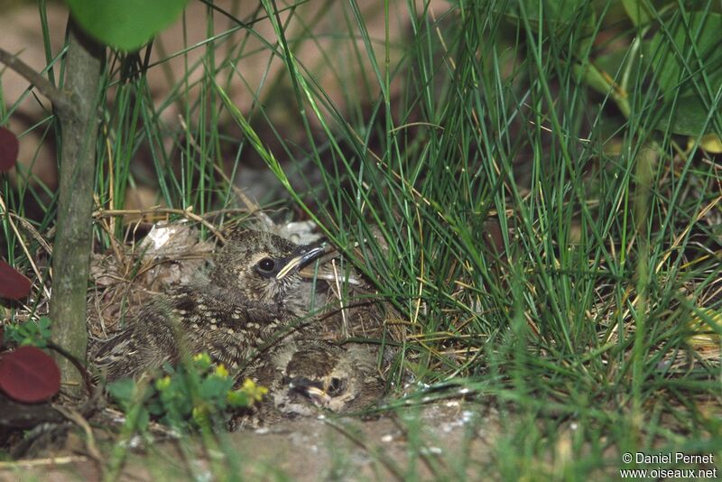 Crested Larkjuvenile, Reproduction-nesting