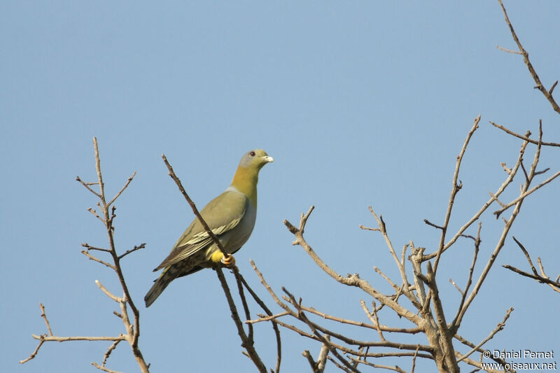 Yellow-footed Green Pigeonadult