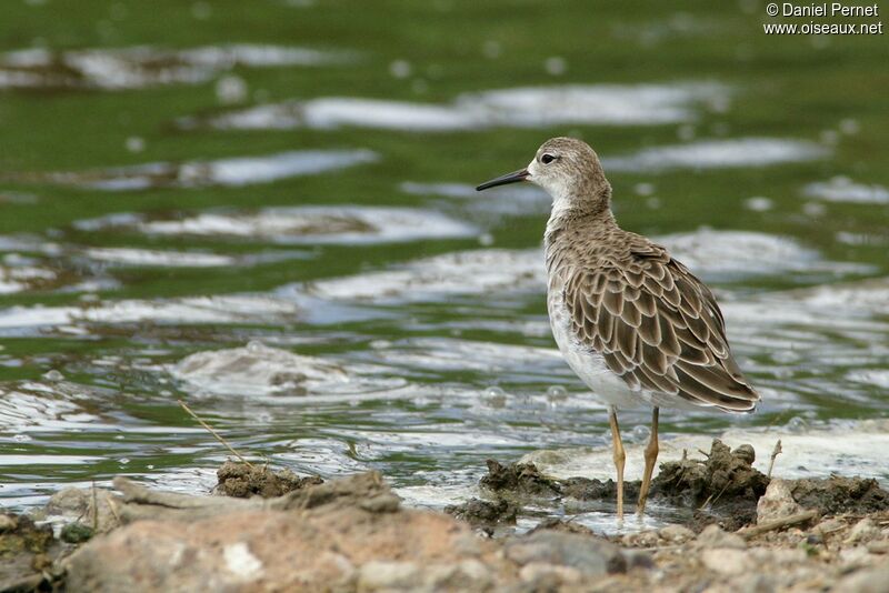 Combattant variéadulte internuptial, identification