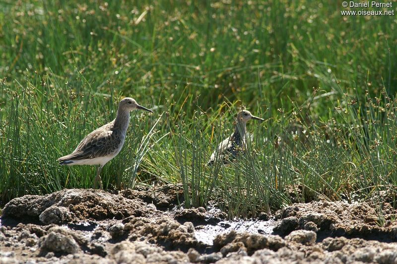 Ruffadult post breeding, identification