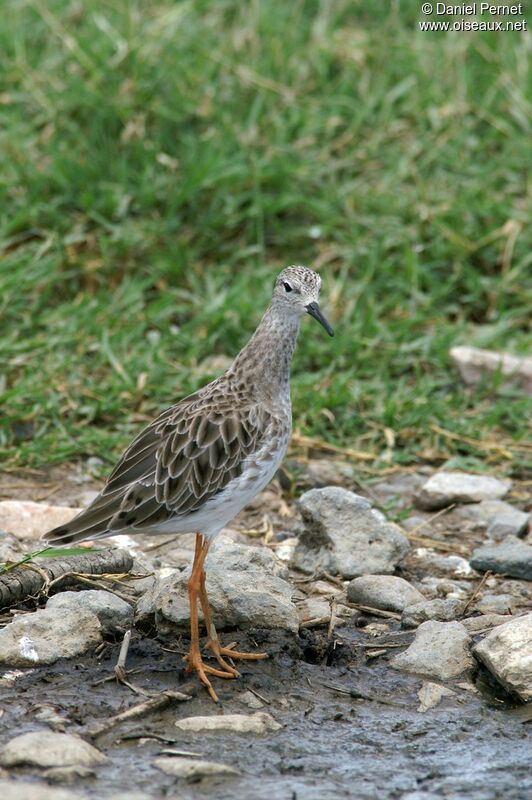 Ruffadult post breeding, identification