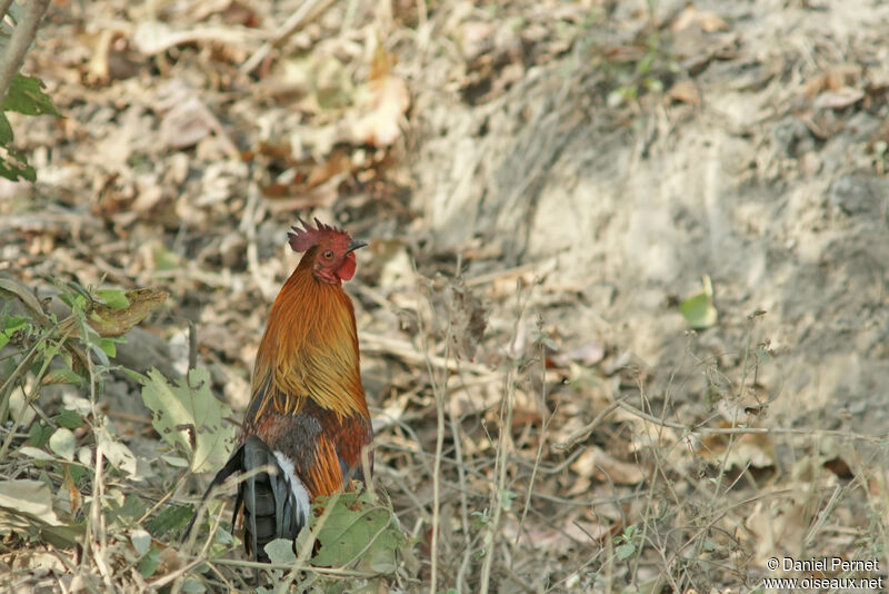 Coq bankivaadulte, identification, habitat, marche