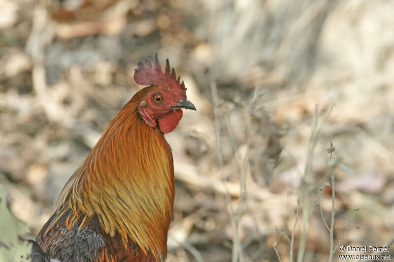 Red Junglefowladult, close-up portrait