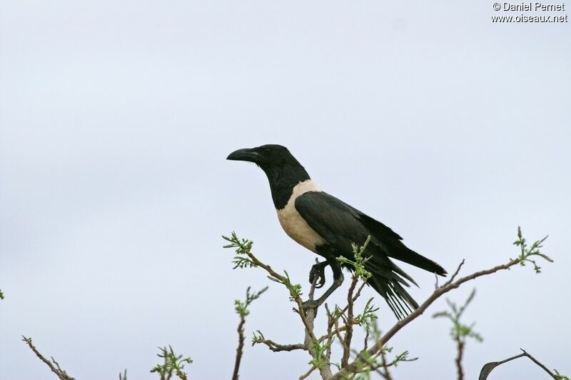 Pied Crowadult, identification