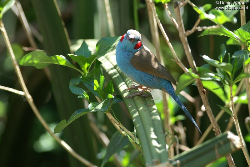 Cordonbleu à joues rougesadulte, identification