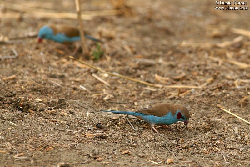 Cordonbleu à joues rougesadulte, Comportement