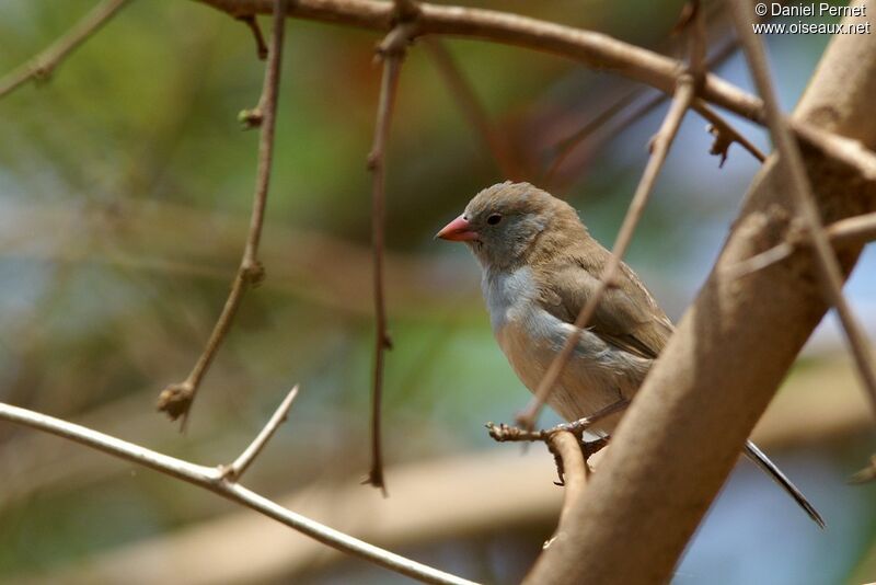 Red-cheeked Cordon-bleuimmature, identification