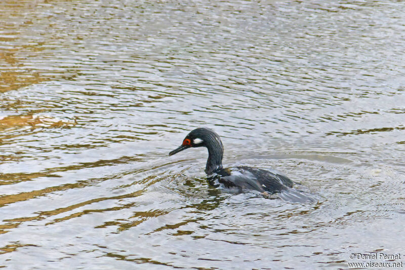 Rock Shag male adult, swimming