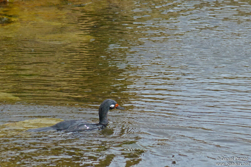 Rock Shag male adult, swimming