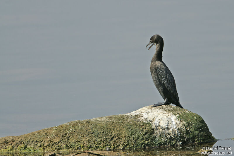 Little Cormorantadult, identification