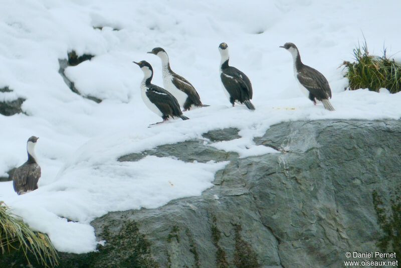 Cormoran géorgienadulte, marche