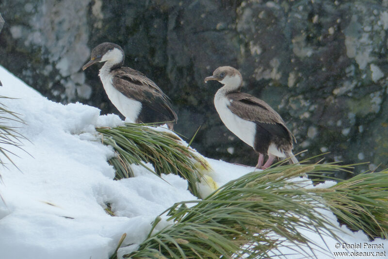 South Georgia Shagadult, habitat, walking