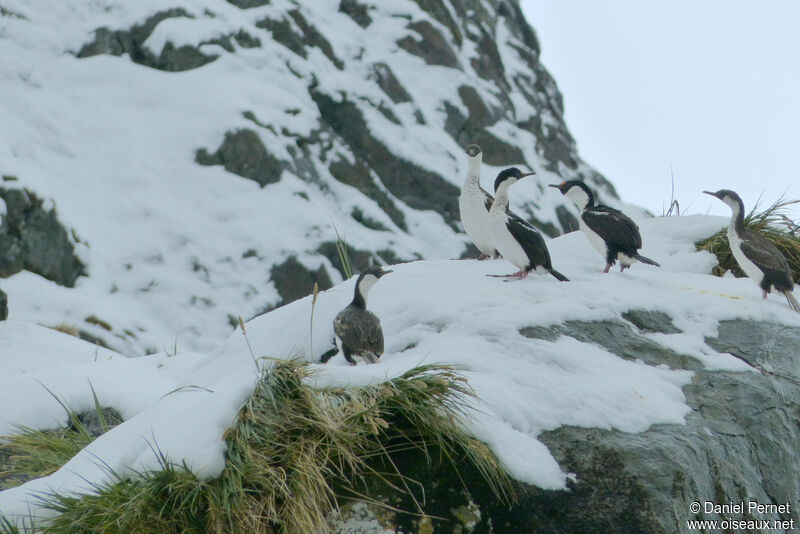 Cormoran géorgienadulte, habitat