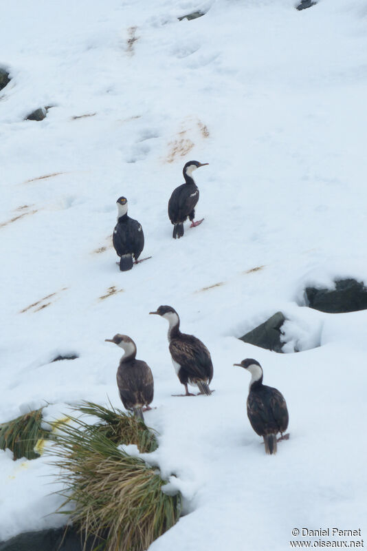 Cormoran géorgienadulte, marche