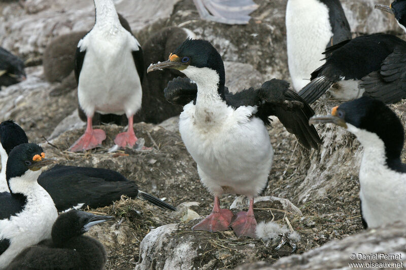 Cormoran impérialadulte, habitat, Nidification