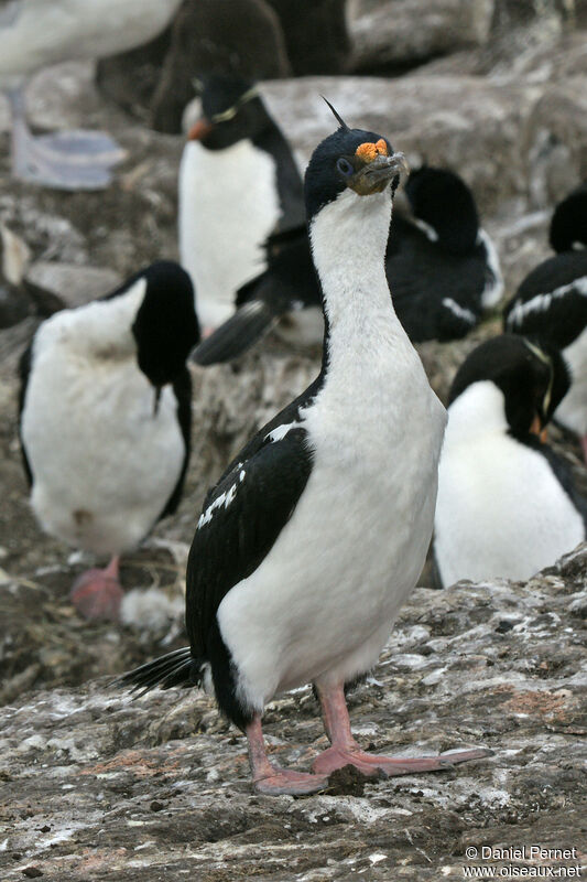 Cormoran impérialadulte, habitat, Nidification