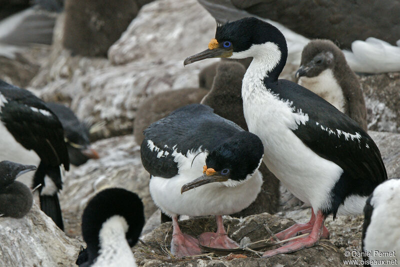 Imperial Shagadult, habitat, courting display