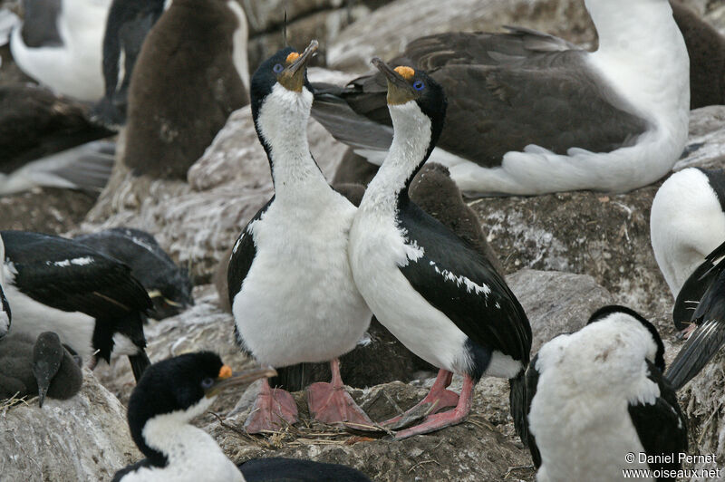 Cormoran impérialadulte, habitat, parade