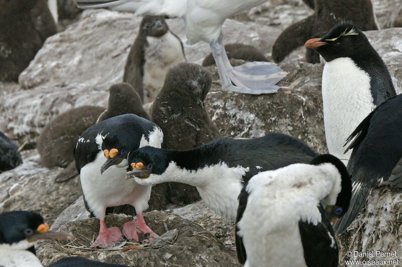 Cormoran impérialadulte, habitat, parade