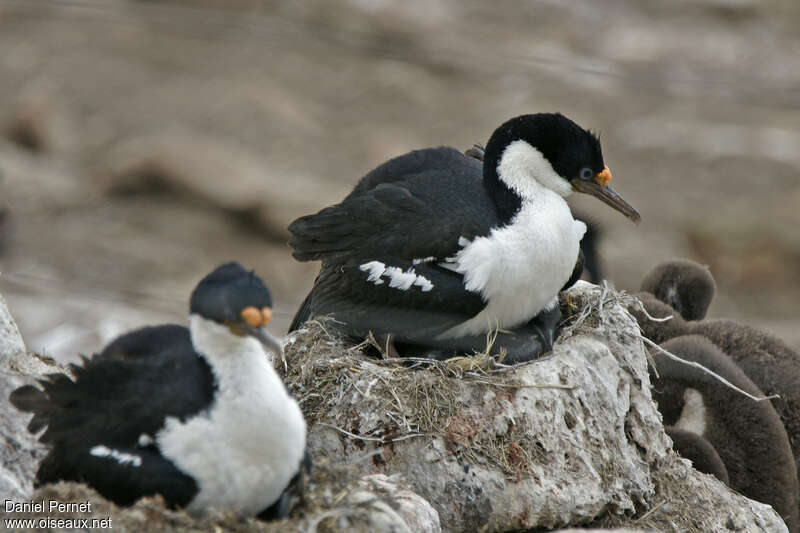 Cormoran impérialadulte nuptial, Nidification