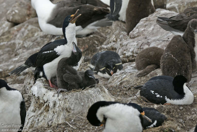 Cormoran impérial, Nidification, r. coloniale