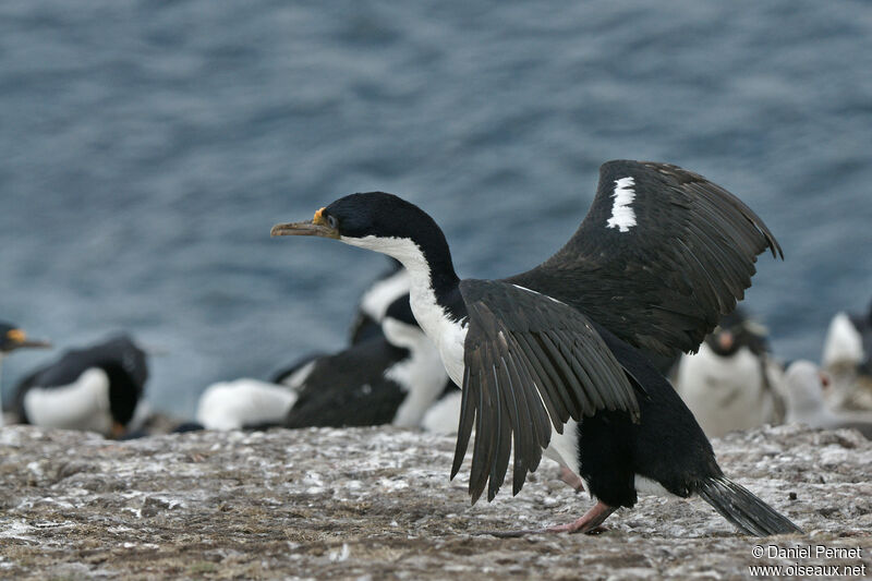 Cormoran impérialadulte, Vol, marche