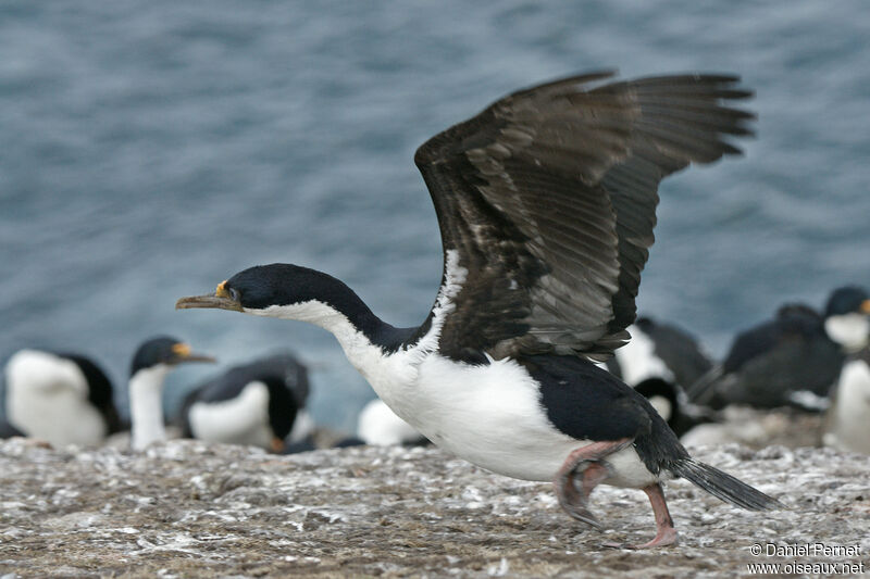 Cormoran impérialadulte, Vol, marche