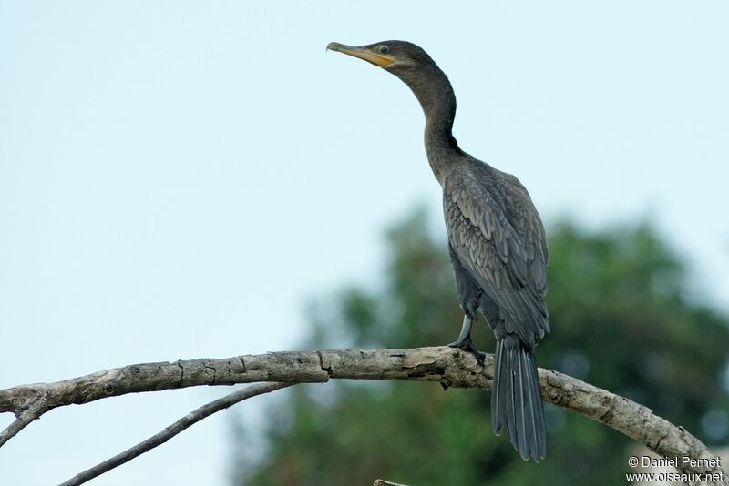 Neotropic Cormorantadult, identification, Behaviour