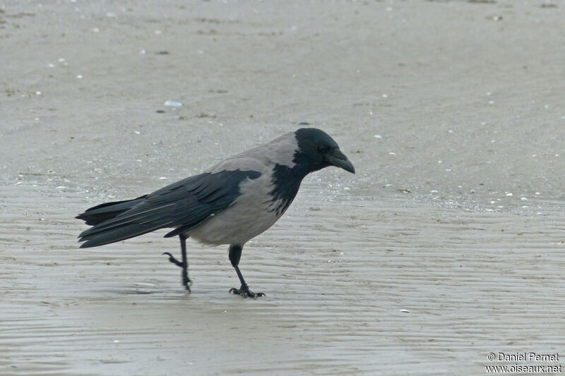 Hooded Crowadult, walking