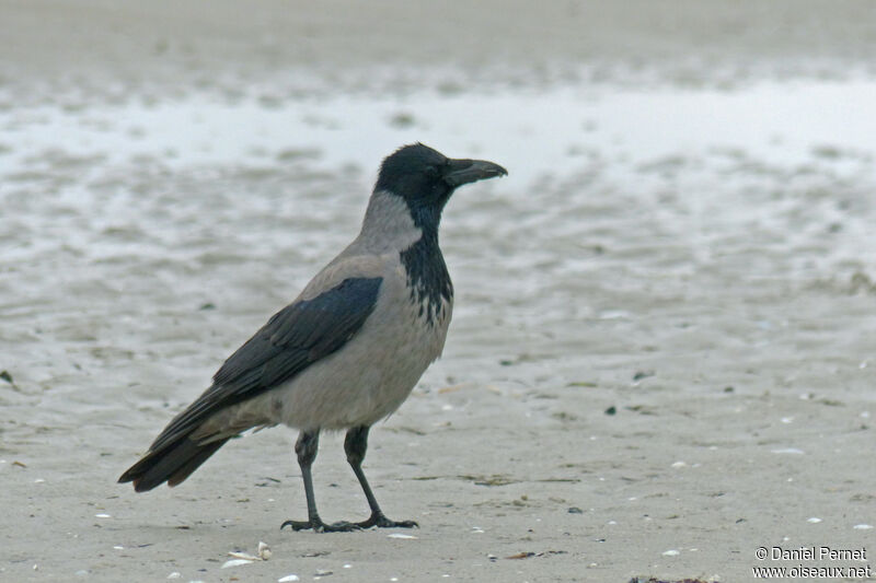 Hooded Crowadult, identification, walking