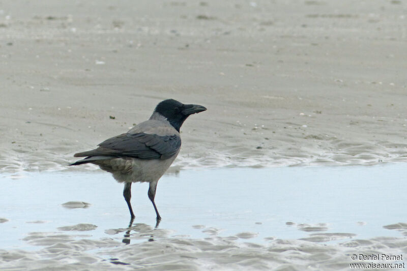 Hooded Crowadult, identification, walking