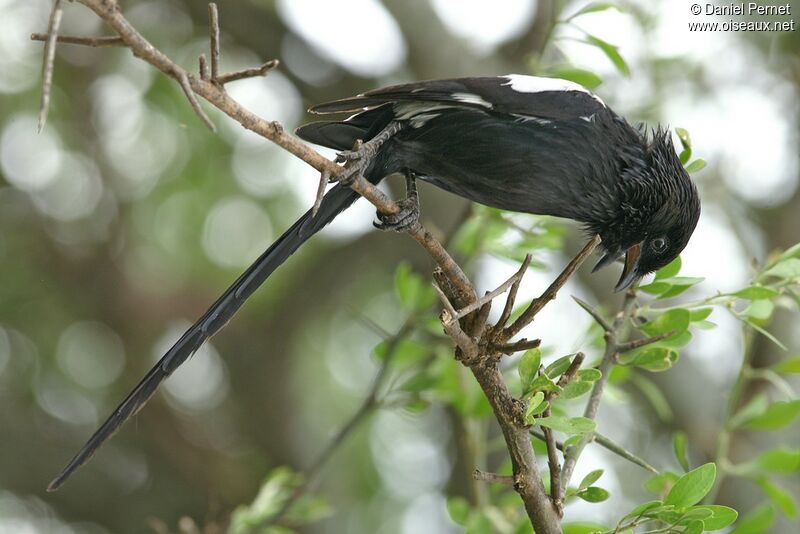 Magpie Shrikeadult, identification