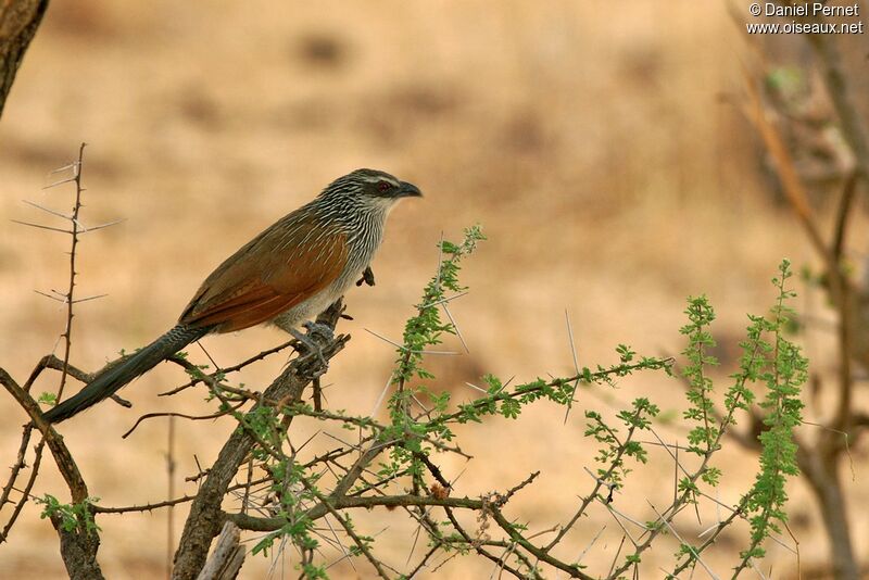 Coucal à sourcils blancs mâle adulte, identification