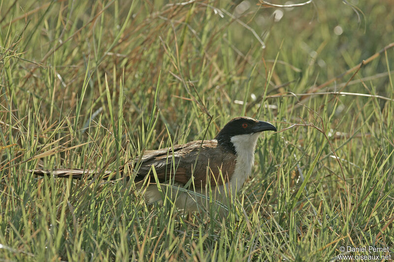 Coucal des papyrusadulte, identification