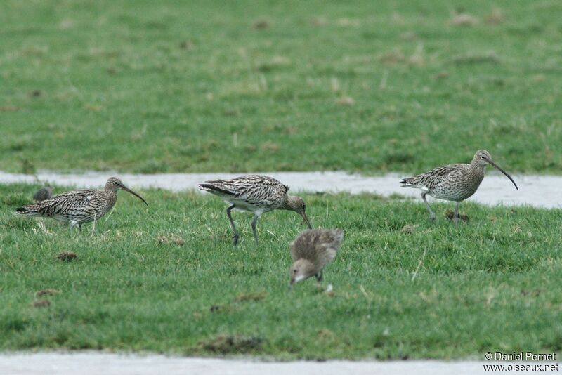 Eurasian Curlewadult post breeding, identification, Behaviour