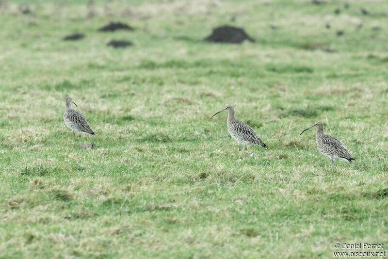 Eurasian Curlew, identification