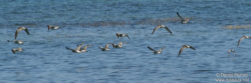 Eurasian Curlewadult, Flight