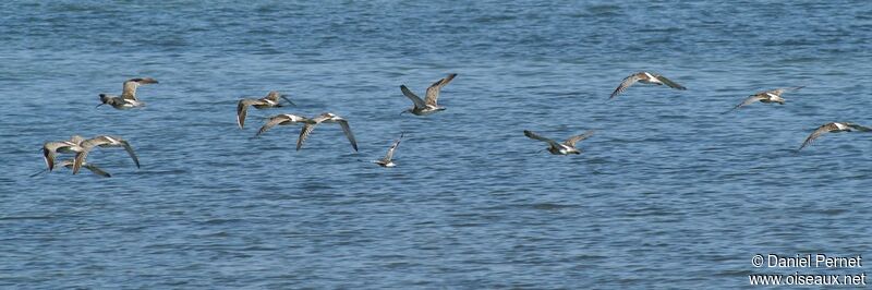 Eurasian Curlewadult, Flight