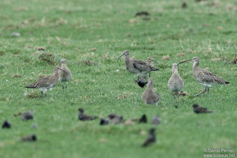 Eurasian Curlewadult post breeding, identification, Behaviour