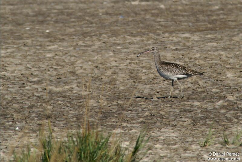 Courlis corlieuadulte, identification