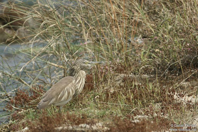 Indian Pond Heronadult, walking