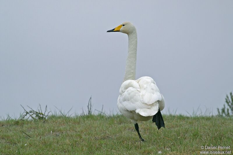 Cygne chanteuradulte, identification, Comportement