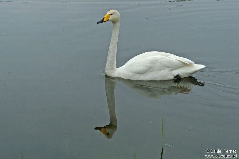 Cygne chanteuradulte, identification