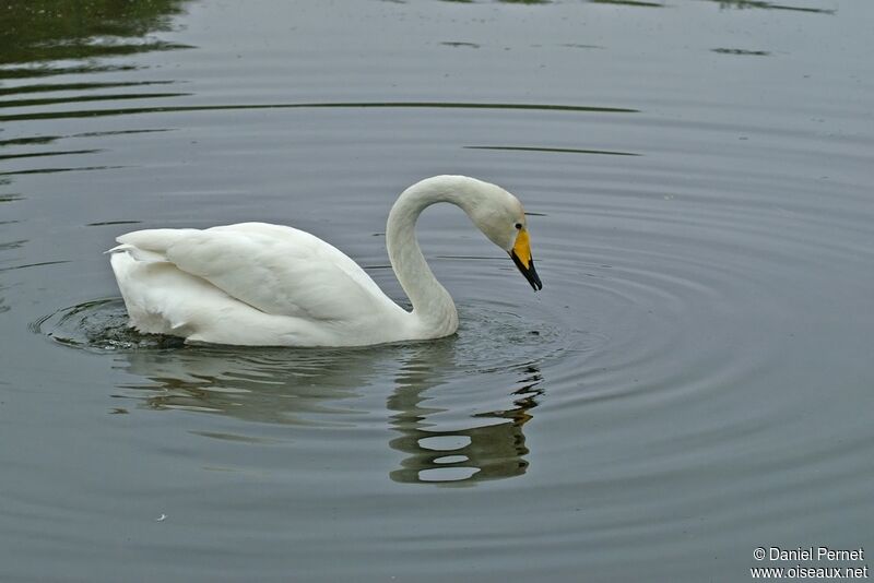 Cygne chanteuradulte, identification